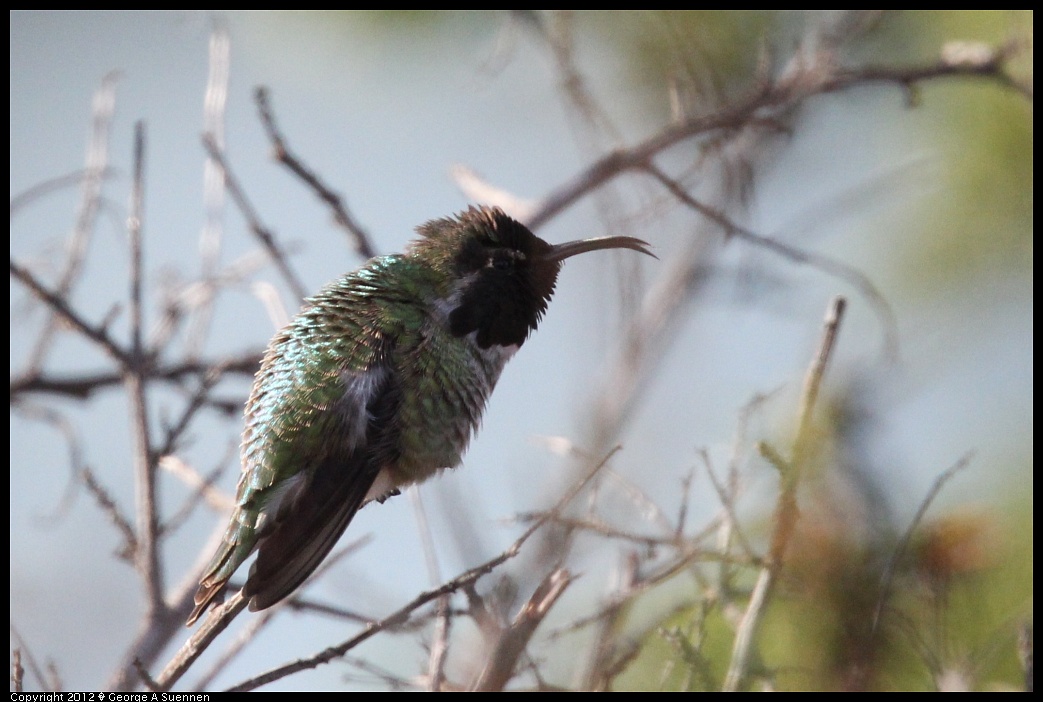 1219-100516-02.jpg - Anna's Hummingbird