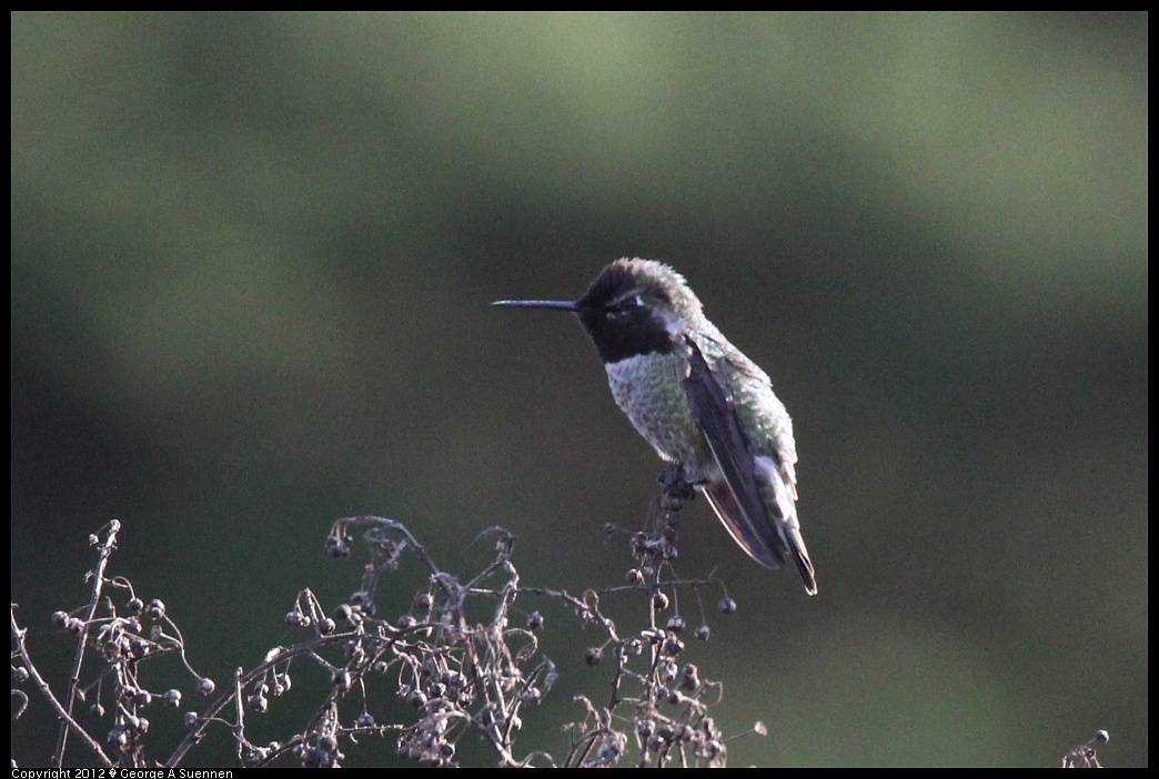1219-100934-02.jpg - Anna's Hummingbird