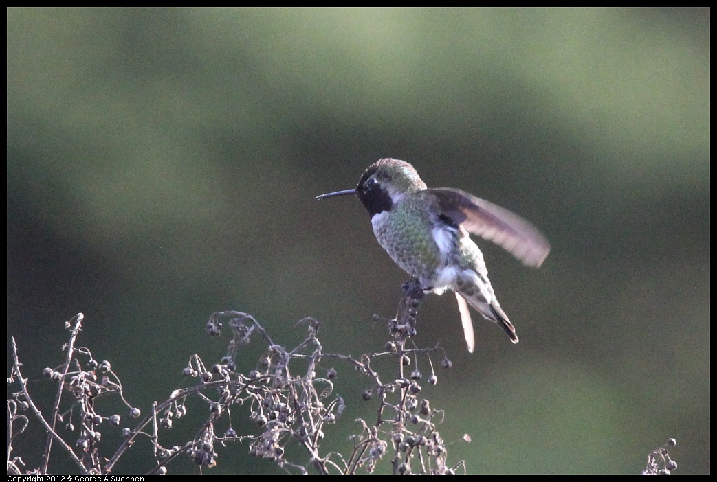 1219-100934-04.jpg - Anna's Hummingbird
