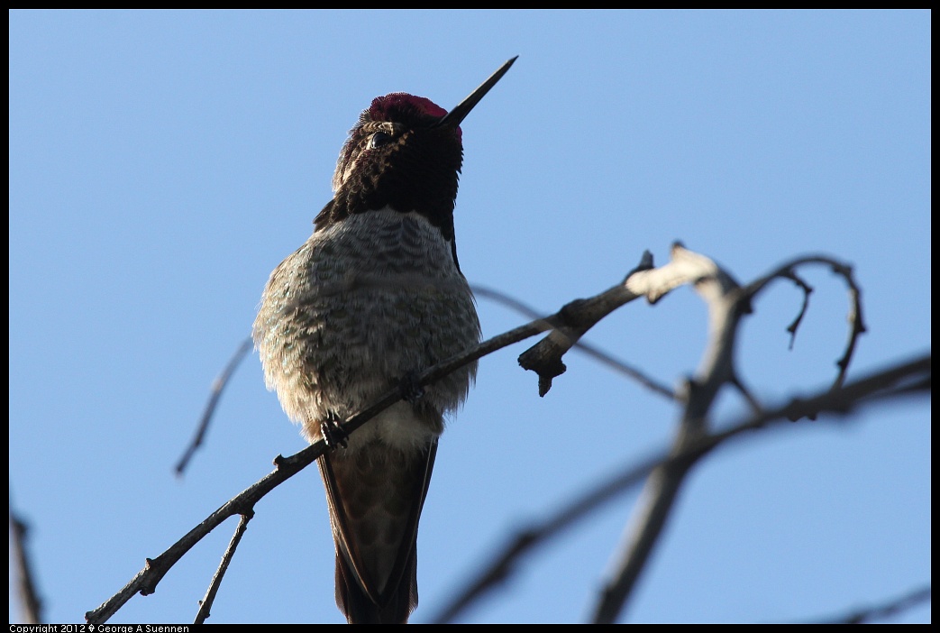 1219-102203-03.jpg - Anna's Hummingbird