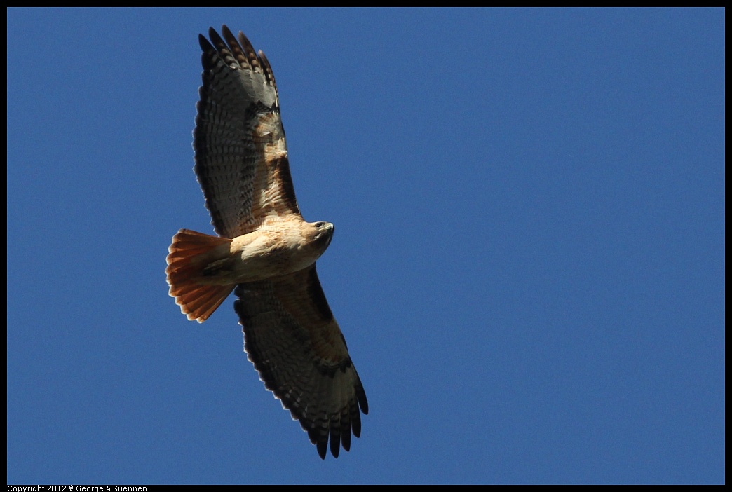 1227-104623-01.jpg - Red-tailed Hawk