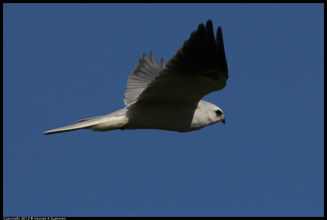 1227-113159-01.jpg - White-tailed Kite