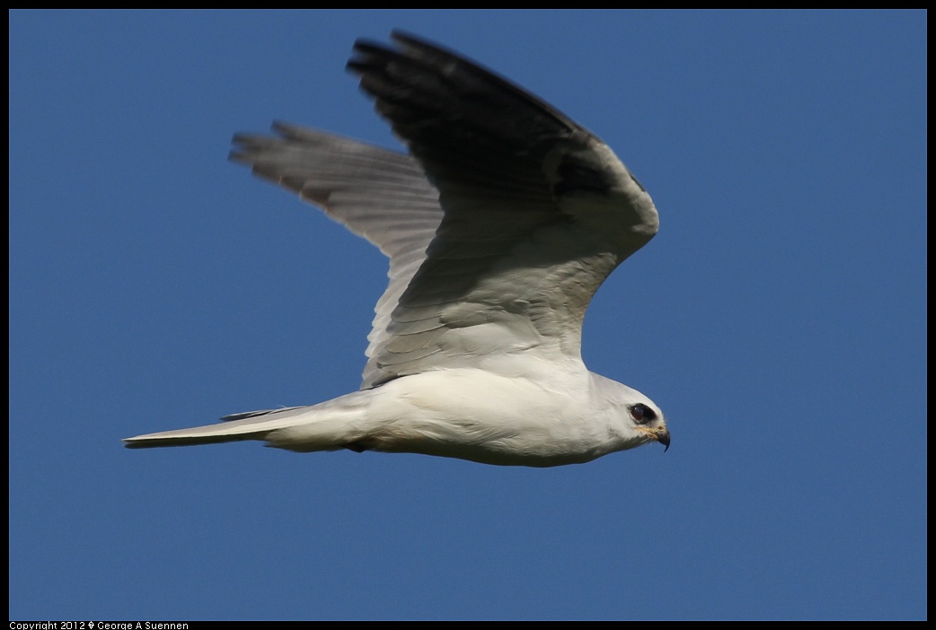 1227-113159-02.jpg - White-tailed Kite