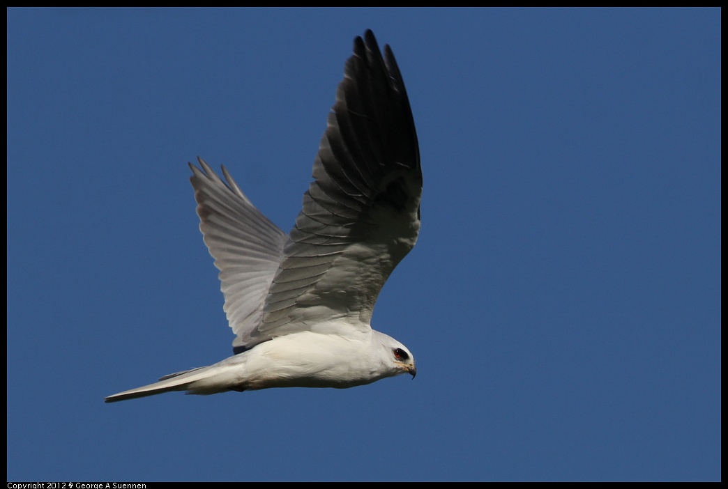 1227-113159-05.jpg - White-tailed Kite