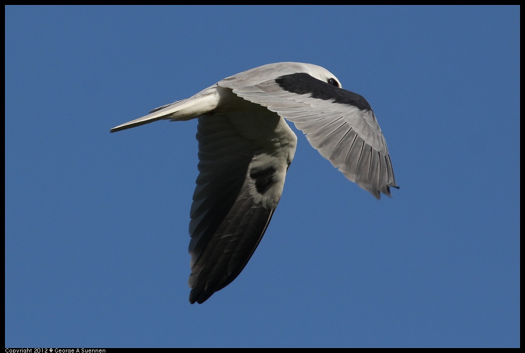 1227-113200-02.jpg - White-tailed Kite