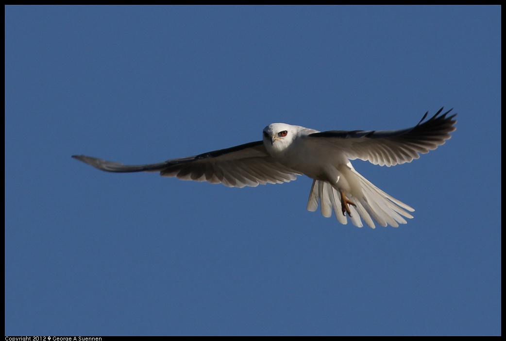 1227-113222-03.jpg - White-tailed Kite