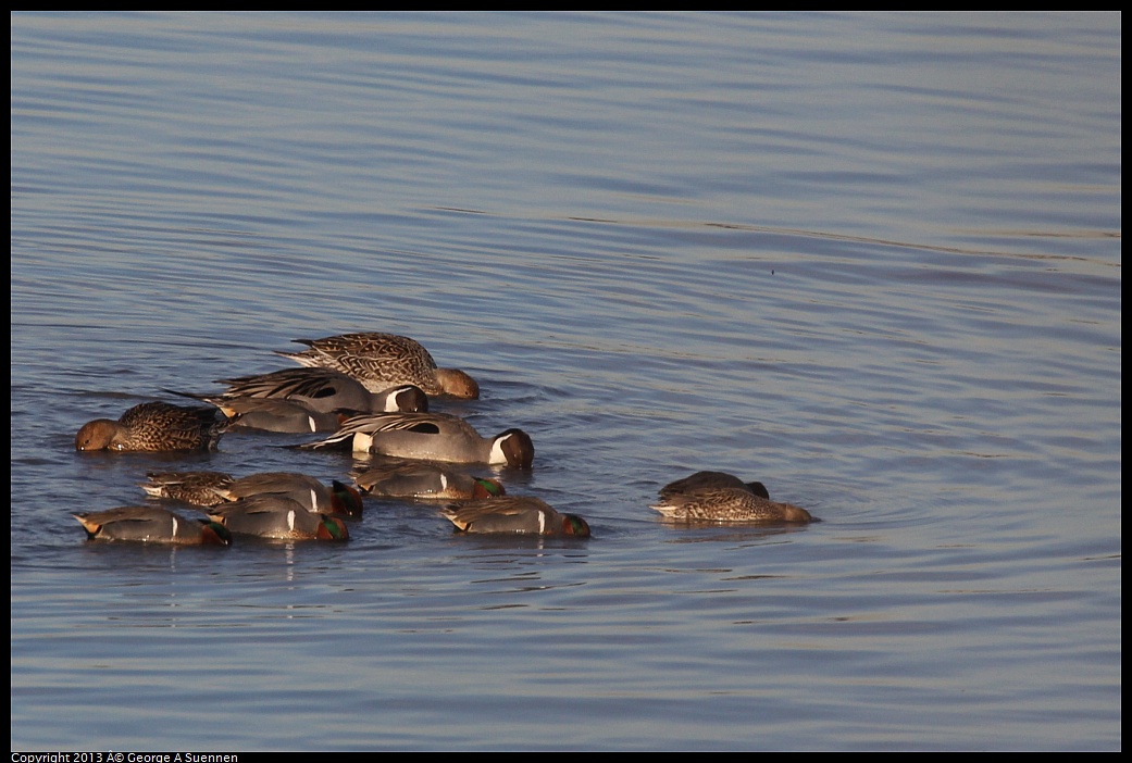 0115-084847-01.jpg - Green-winged Teal and Northern Pintail