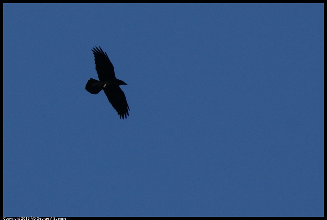 0215-092808-01.jpg - Common Raven