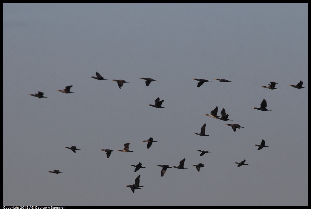 0222-092526-01.jpg - Double-crested Cormorants
