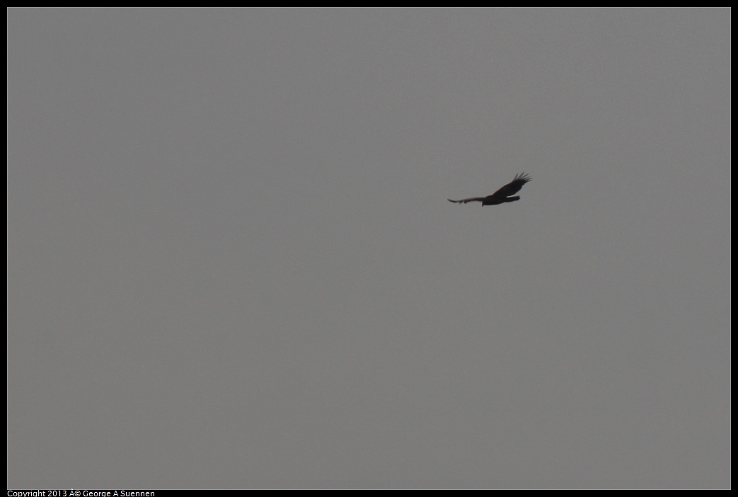 0222-095549-02.jpg - Turkey Vulture