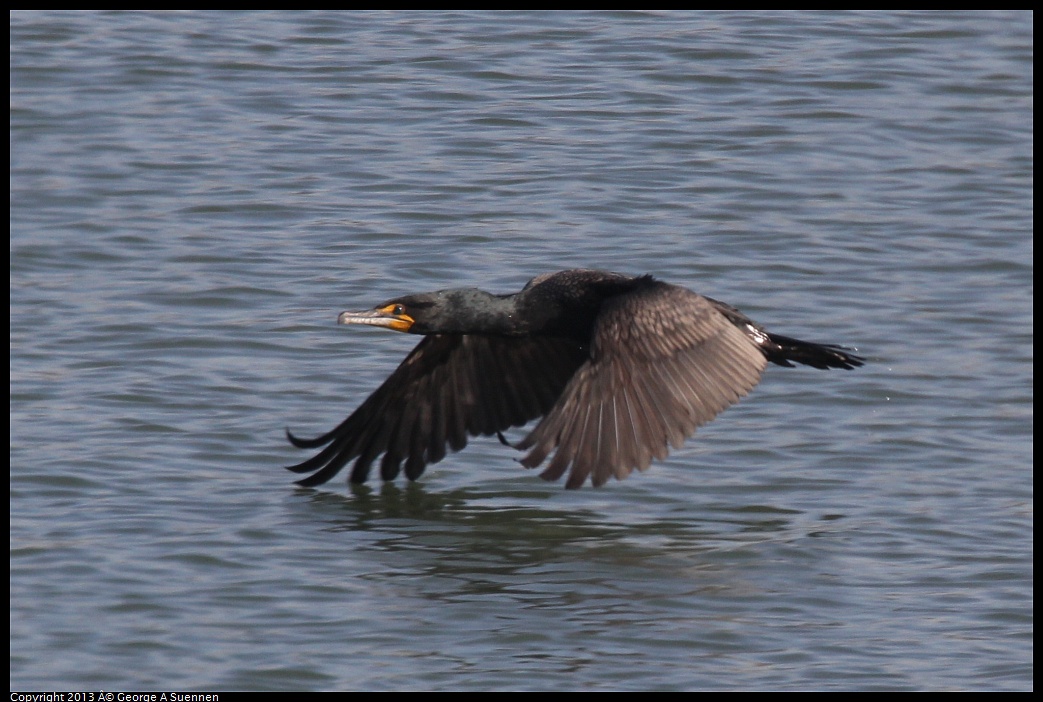 0222-100212-05.jpg - Double-crested Cormorants