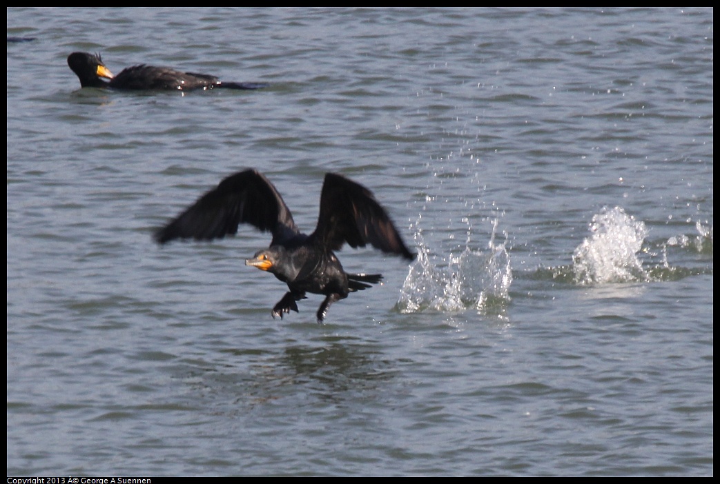 0222-100222-01.jpg - Double-crested Cormorants