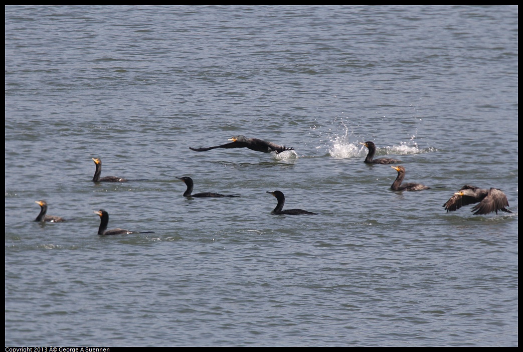0222-100251-01.jpg - Double-crested Cormorants