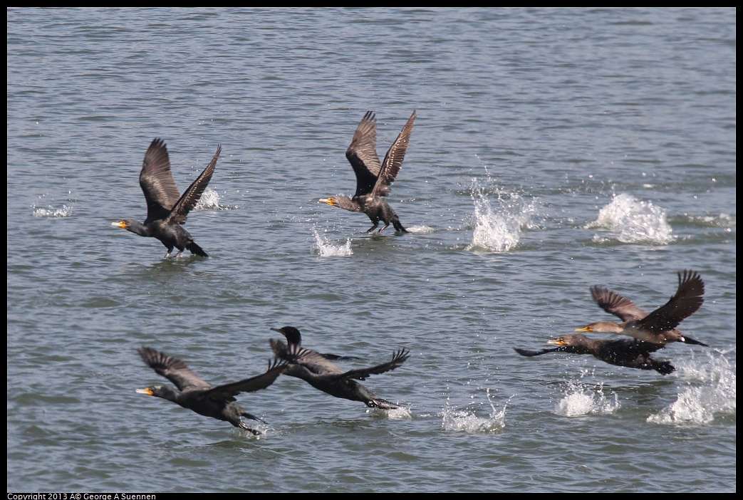 0222-100255-01.jpg - Double-crested Cormorants