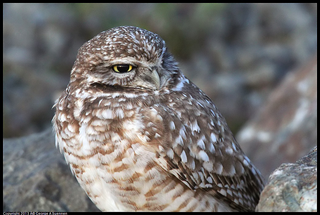 0223-174400-02.jpg - Burrowing Owl