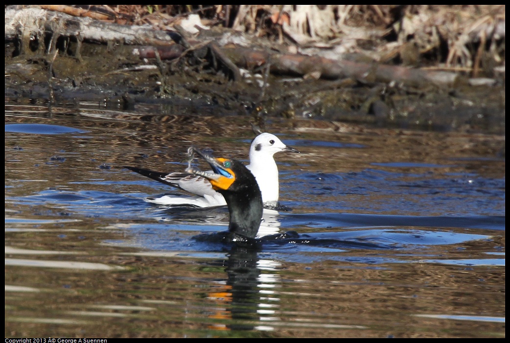 0226-083911-01.jpg - Double-crested Cormorant and Bonaparte's Gull