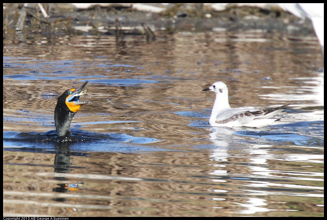 0226-083915-01.jpg - Double-crested Cormorant and Bonaparte's Gull