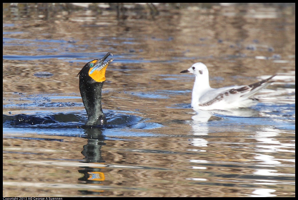 0226-083915-02.jpg - Double-crested Cormorant and Bonaparte's Gull