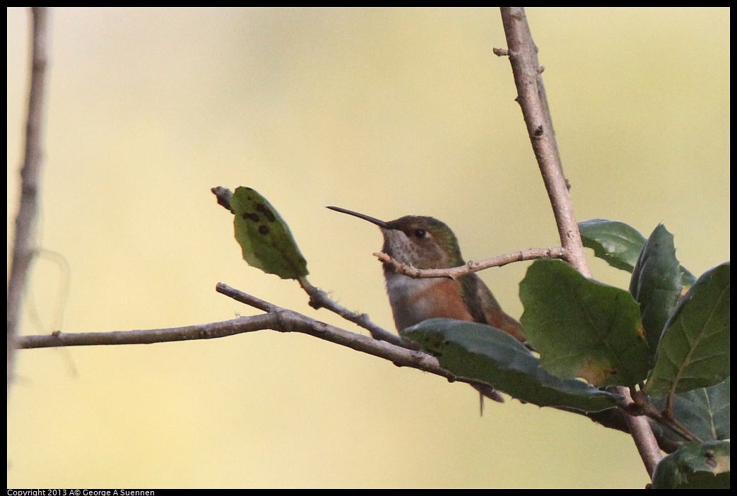 0227-095355-03.jpg - Allen's Hummingbird