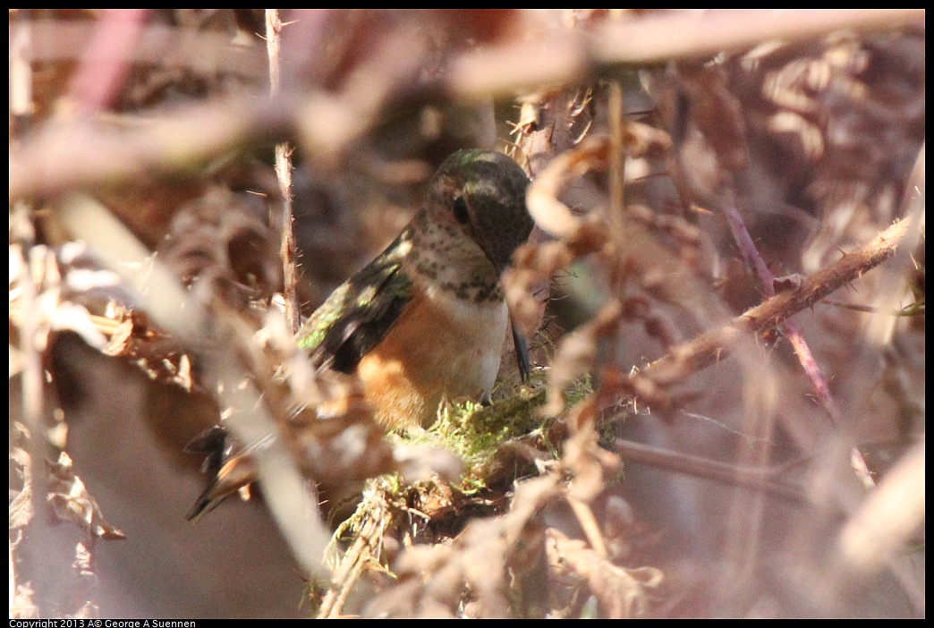 0227-100518-02.jpg - Allen's Hummingbird