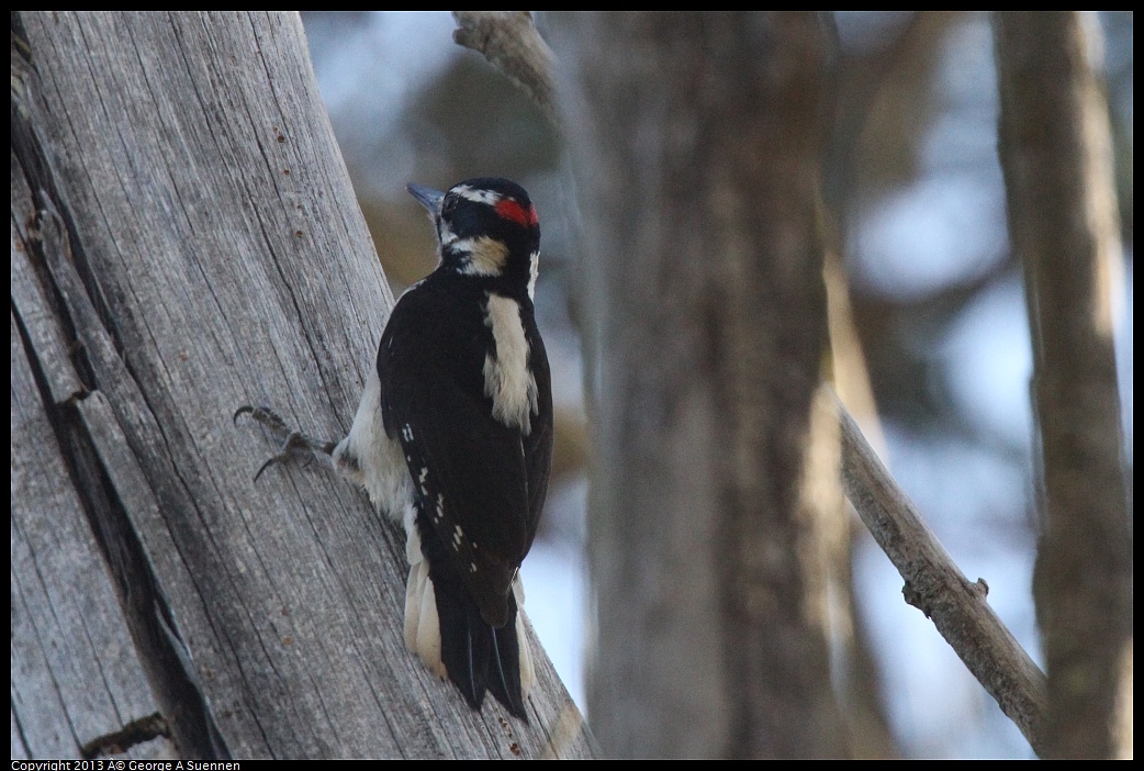 0228-095216-02.jpg - Hairy Woodpecker