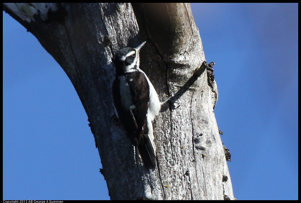 0228-100020-03.jpg - Hairy Woodpecker