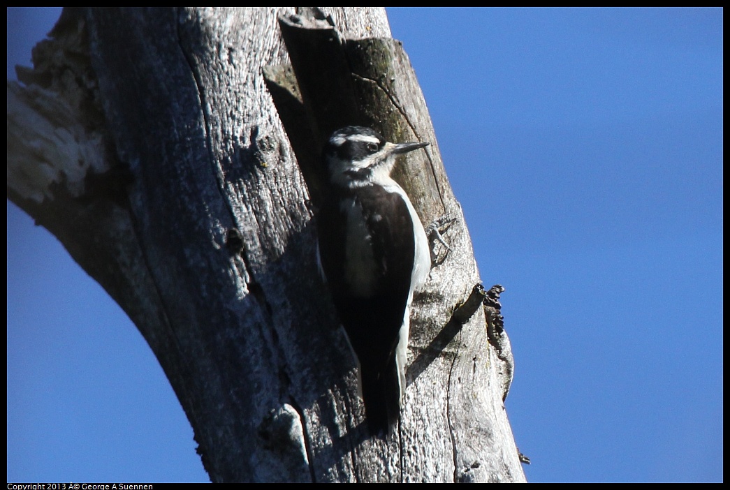 0228-100026-03.jpg - Hairy Woodpecker