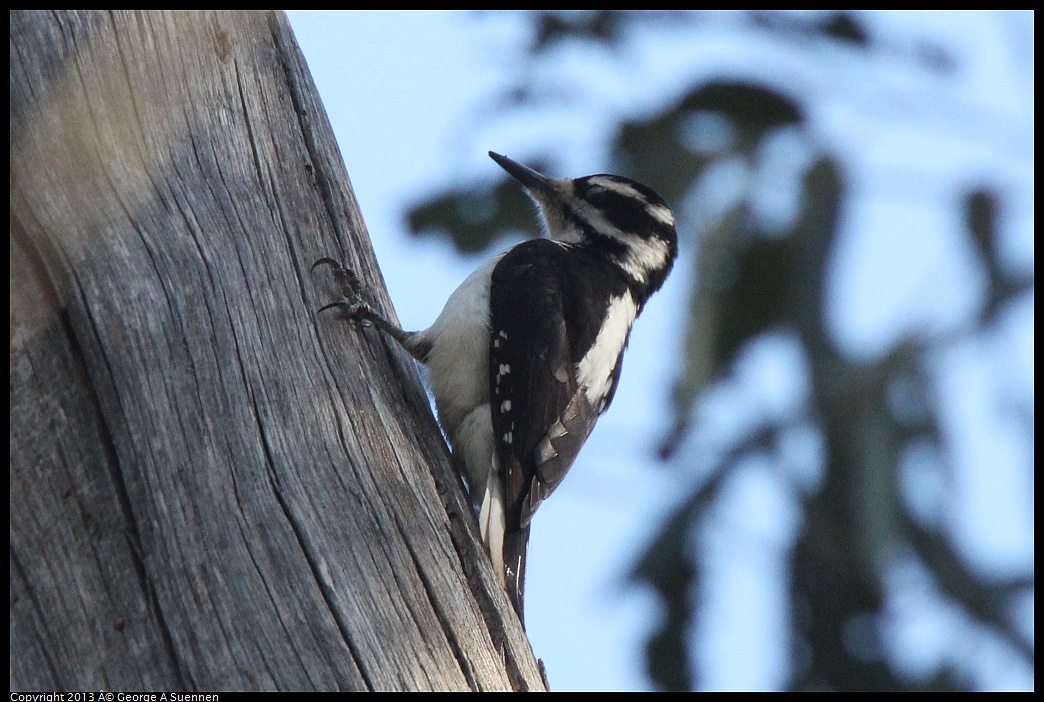 0228-100044-03.jpg - Hairy Woodpecker