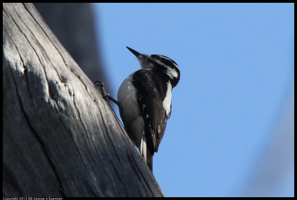 0228-100047-02.jpg - Hairy Woodpecker