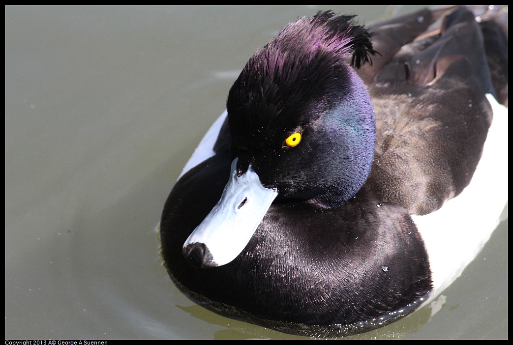 0313-120736-03.jpg - Tufted Duck