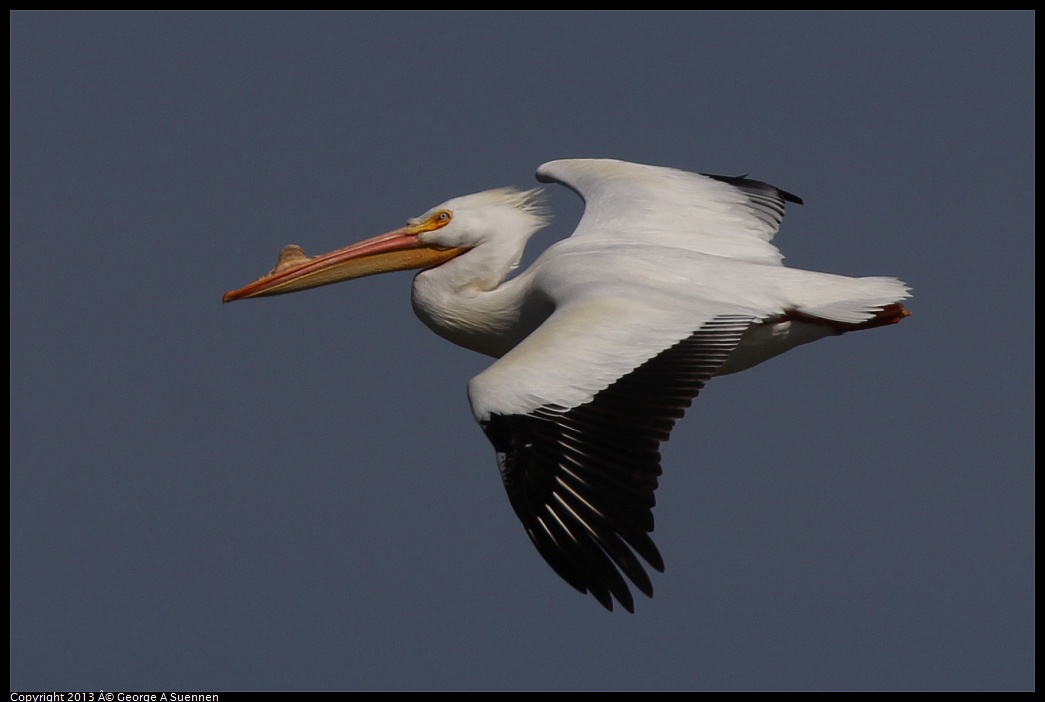 0317-132944-03.jpg - American White Pelican
