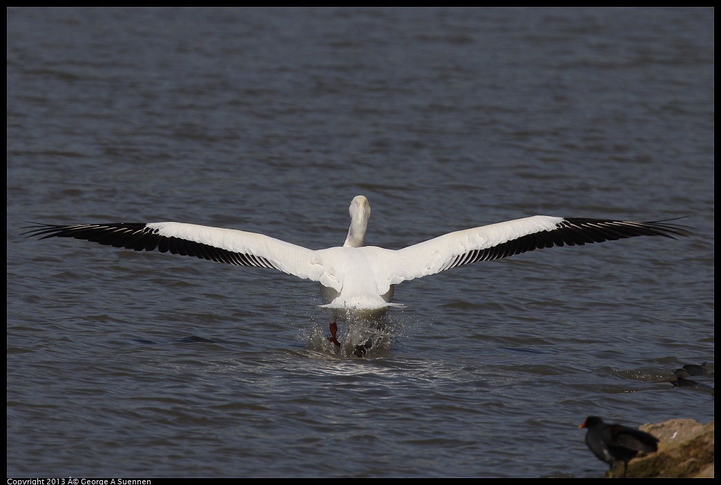 0317-133001-01.jpg - American White Pelican and Common Gallinule